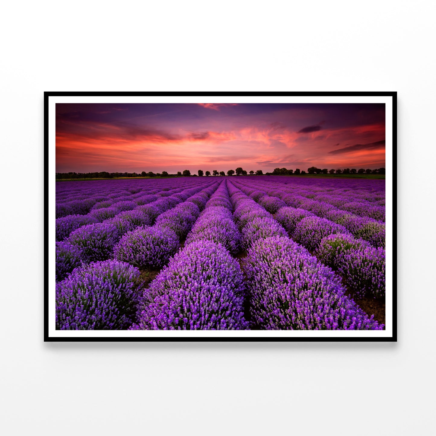 A Field Of Purple Flowers under a Sky with Clouds Home Decor Premium Quality Poster Print Choose Your Sizes