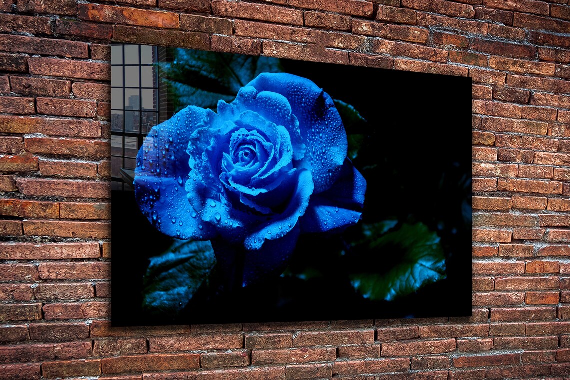 Blue Rose Waterdrops UV Direct Aluminum Print Australian Made Quality