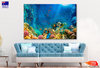 Underwater World Coral Fishes Of Red Sea Wall Art Decor 100% Australian Made