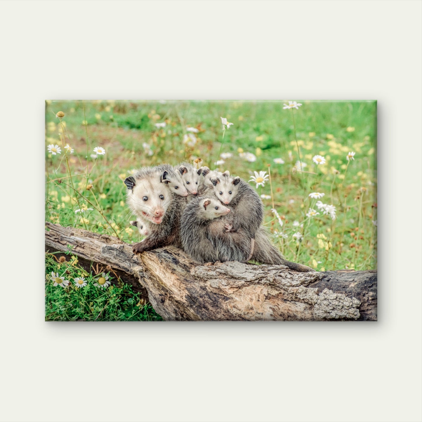 North American Mother Opossum Carrying Babies on Back Wall Art Decor 100% Australian Made
