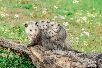 North American Mother Opossum Carrying Babies on Back Wall Art Decor 100% Australian Made