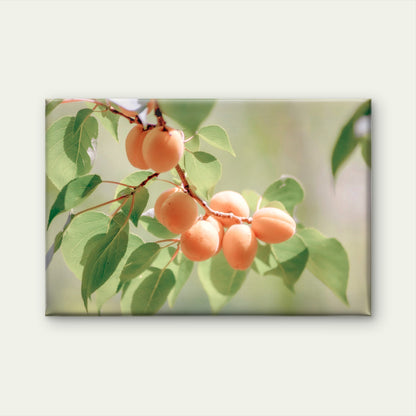 Branch Of Ripe Orange Apricots with Muted Green Leaves Wall Art Decor 100% Australian Made
