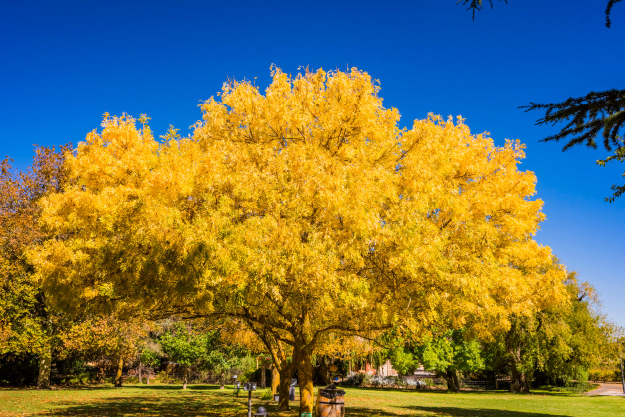 Scenic Clare Valley Vineyards South Australia Wall Art Decor 100% Australian Made