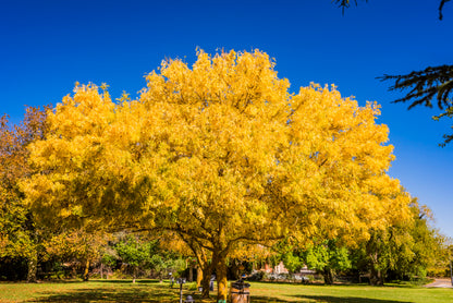 Scenic Clare Valley Vineyards South Australia Wall Art Decor 100% Australian Made
