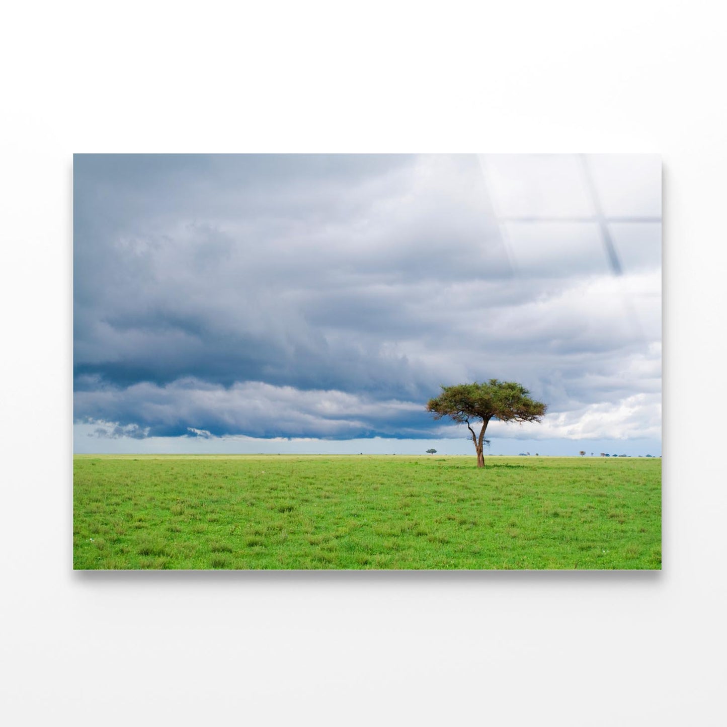 Detached Tree Green Grassland in Savanna Acrylic Glass Print Tempered Glass Wall Art 100% Made in Australia Ready to Hang