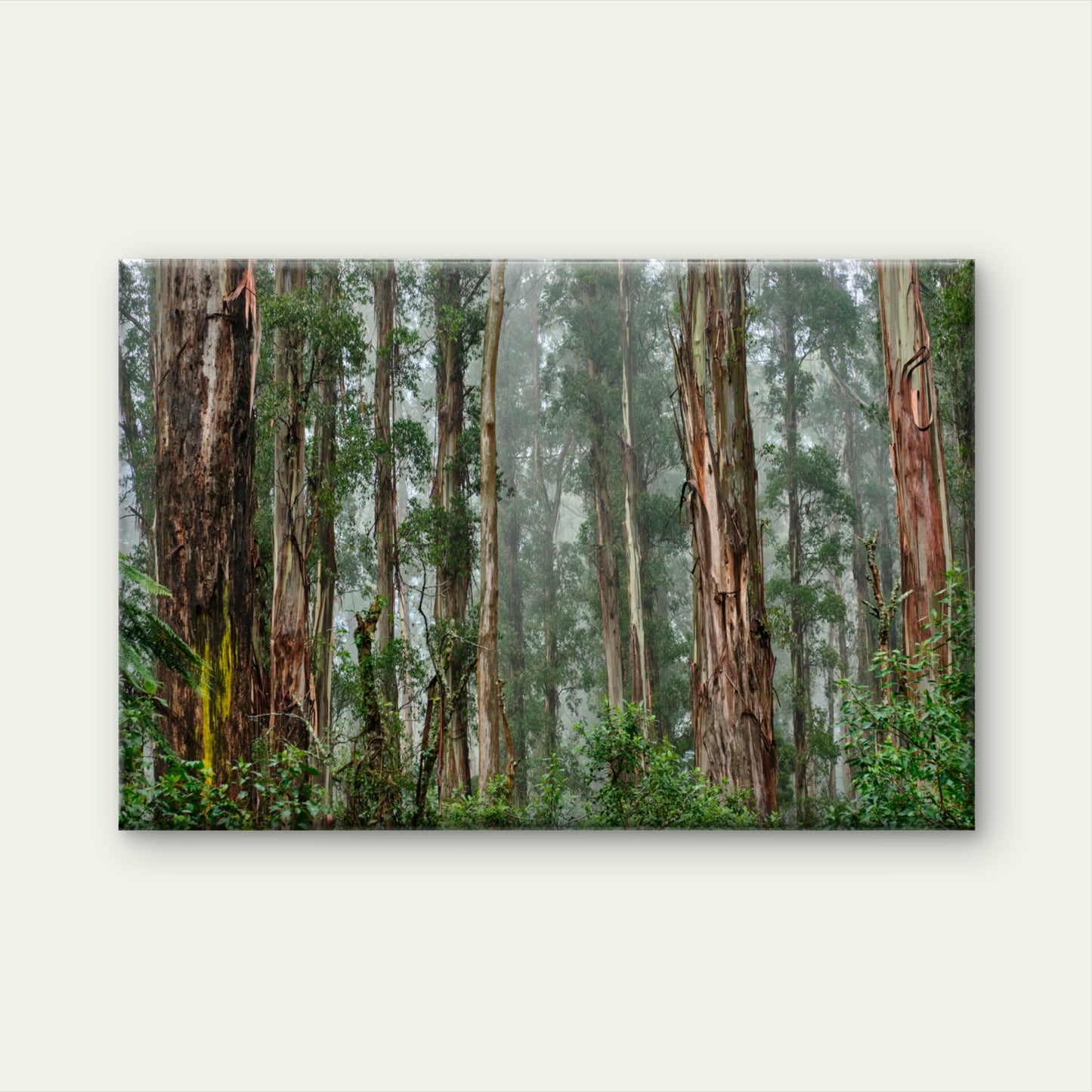 Mountain Ash Trees Forest Victoria Wall Art Decor 100% Australian Made