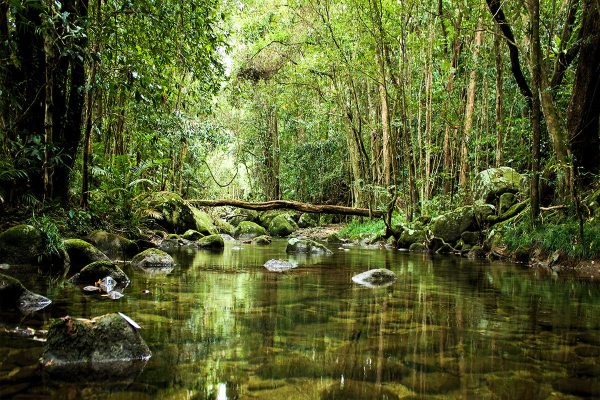 Pristine rainforest streams meandering through tropical wilderness nea