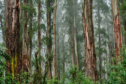 Mountain Ash Trees Forest Victoria Wall Art Decor 100% Australian Made