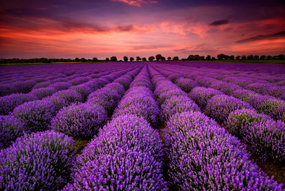 A Field Of Purple Flowers under a Sky with Clouds Home Decor Premium Quality Poster Print Choose Your Sizes