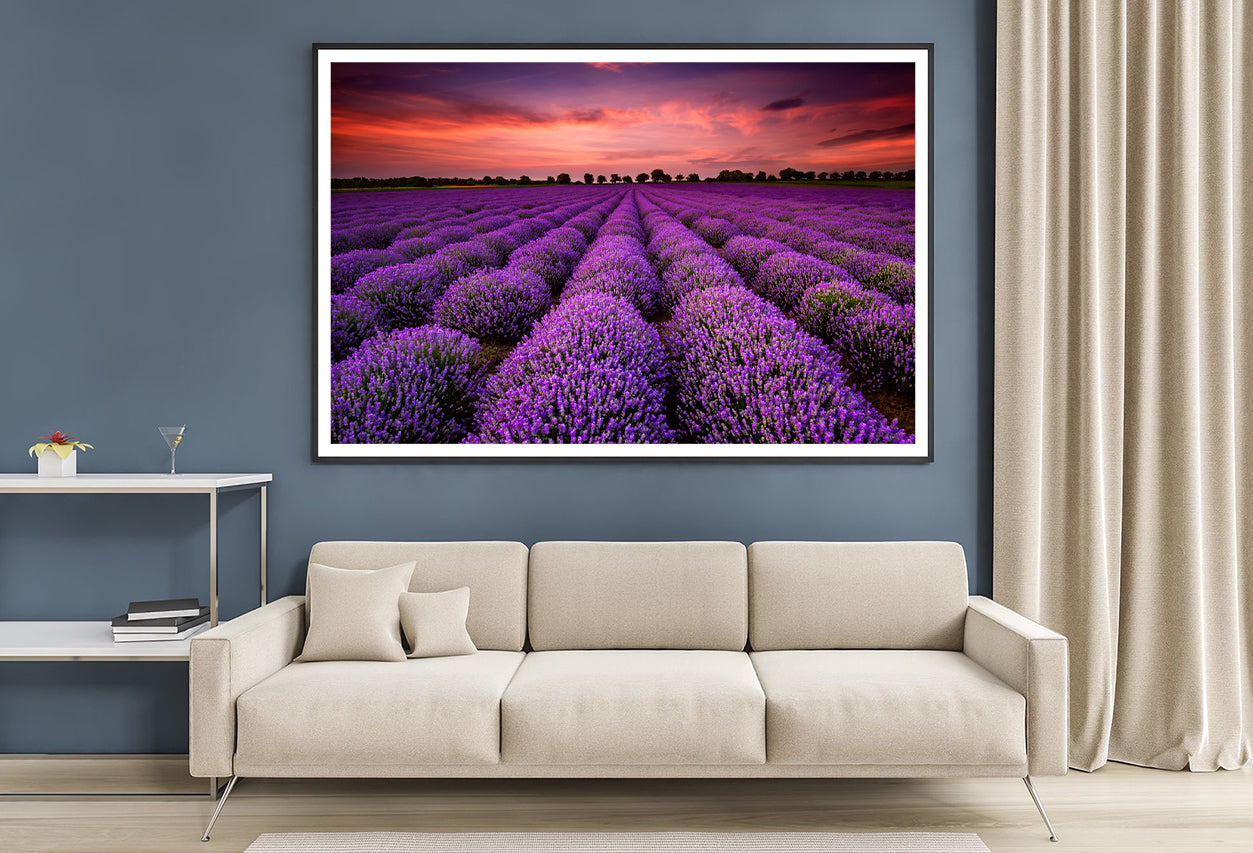 A Field Of Purple Flowers under a Sky with Clouds Home Decor Premium Quality Poster Print Choose Your Sizes