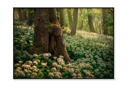 Flowering Ramson, Allium Ursinum Home Decor Premium Quality Poster Print Choose Your Sizes