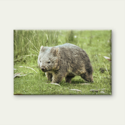 Wombat East Coast Tasmania Wall Art Decor 100% Australian Made