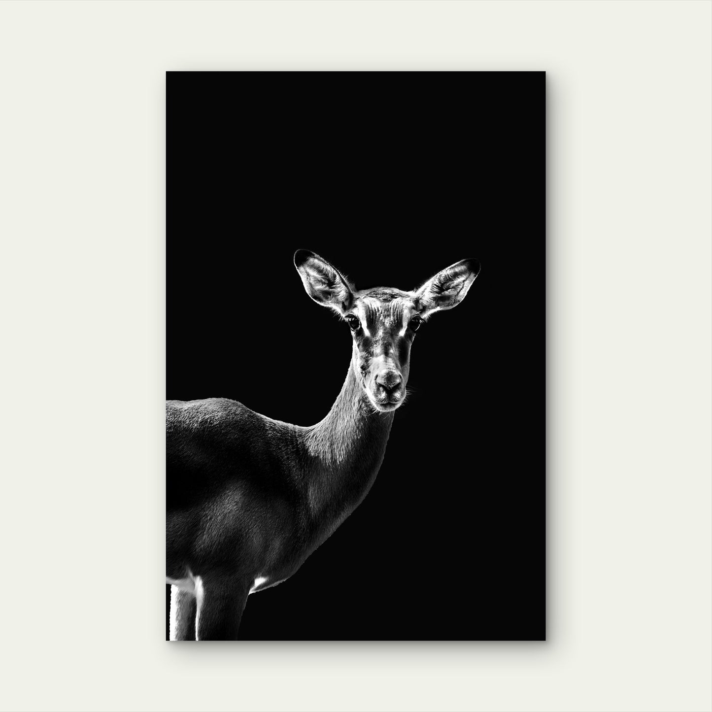 Portrait Impala Grayscale Illustration 40x60cm Metal Print Ready to Hang