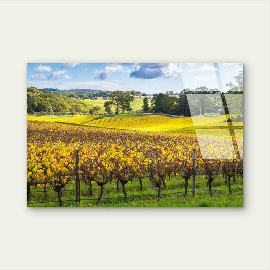 Yarra Valley Vineyard Autumn Gold Acrylic Glass Printing Wall Art Australian Made Quality