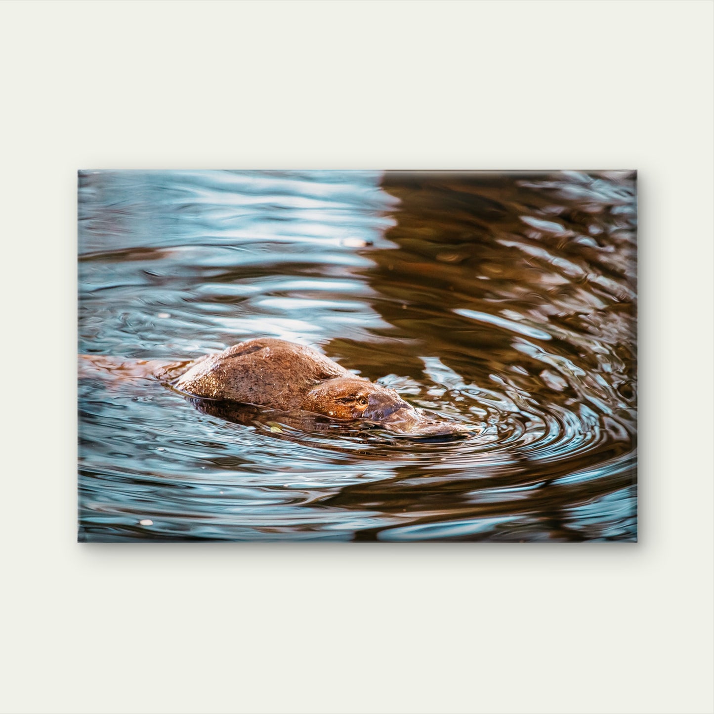 Platypus Mt Field National Park Tasmania Wall Art Decor 100% Australian Made