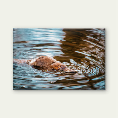 Platypus Mt Field National Park Tasmania Wall Art Decor 100% Australian Made