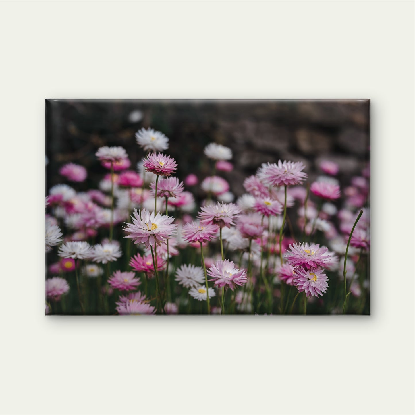 Colourful Australian Paper Daisy Flowers Wall Art Decor 100% Australian Made