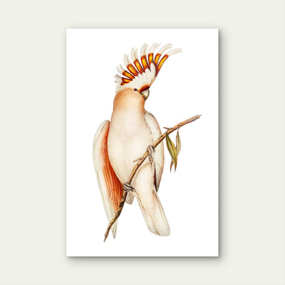 Illustration of a Pink Cockatoo Perched on a Branch 60x90cm Metal Print Ready to Hang