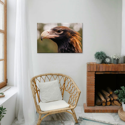 Wedge Tailed Eagle Australia Close Up Wall Art Decor 100% Australian Made