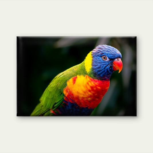 Rainbow Lorikeet Close-Up Australia Wall Art Decor 100% Australian Made