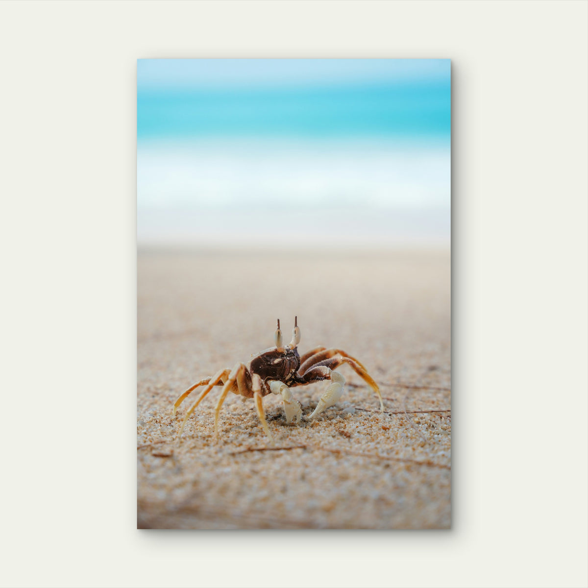 Crab On The Azure Shore 40x60cm Metal Print Ready to Hang