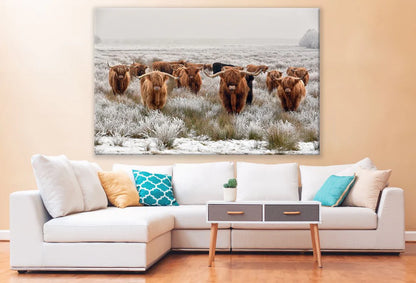 Highland Cow herd Photograph 90x60cm Print 100% Australian Made