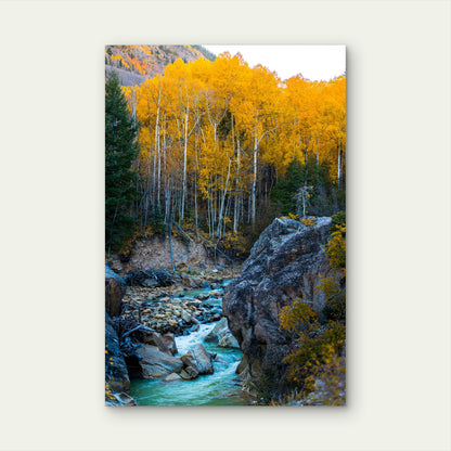 Quaking Aspens in Autumn Mountains 40x60cm Metal Print Ready to Hang