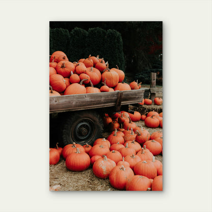 Bright Orange Pumpkins at a Pumpkin Patch 60x90cm Metal Print Ready to Hang