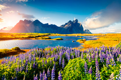 Lupine Flowers On The Stokksnes Print 100% Australian Made
