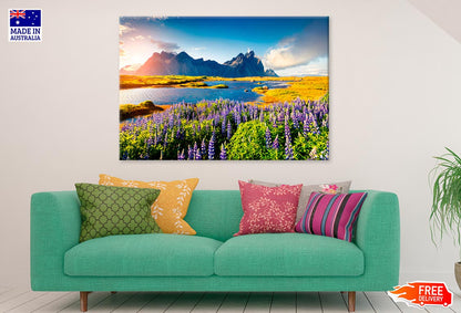 Lupine Flowers On The Stokksnes Print 100% Australian Made