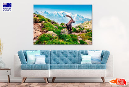 Alpine Ibex On Mont Blanc Misty Print 100% Australian Made