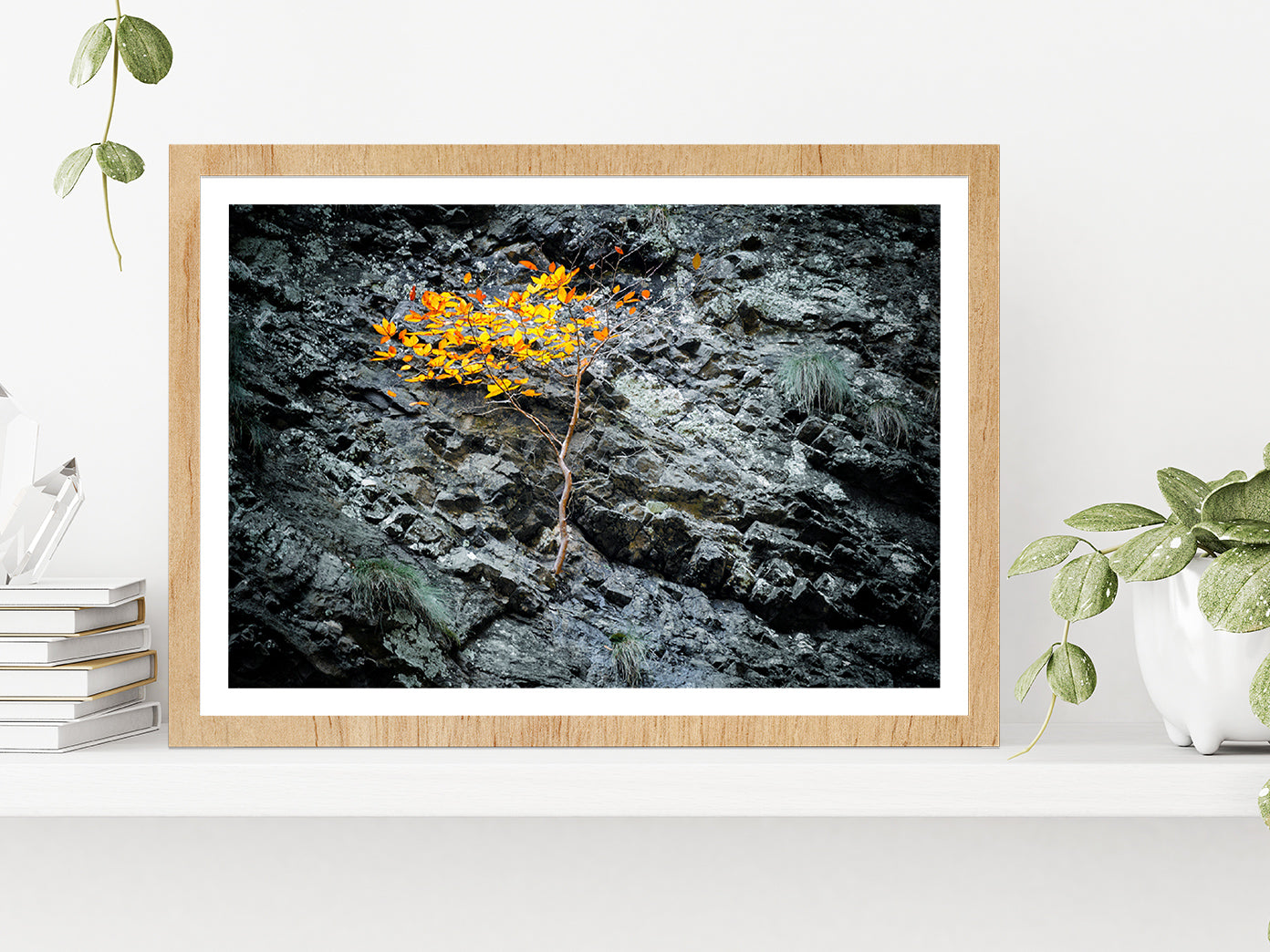 Tree On A Stone Slope Of A Cliff Glass Framed Wall Art, Ready to Hang Quality Print With White Border Oak