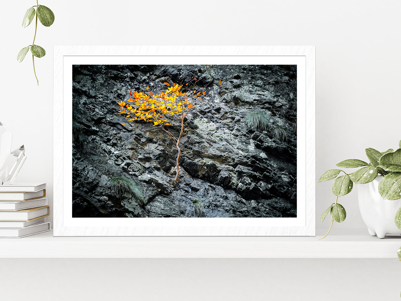 Tree On A Stone Slope Of A Cliff Glass Framed Wall Art, Ready to Hang Quality Print With White Border White