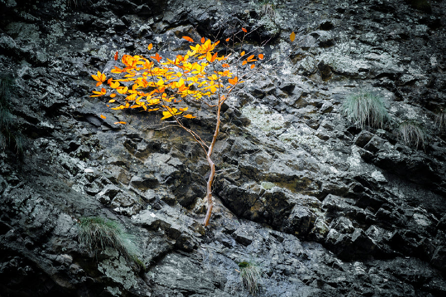 Tree On A Stone Slope Of A Cliff Glass Framed Wall Art, Ready to Hang Quality Print