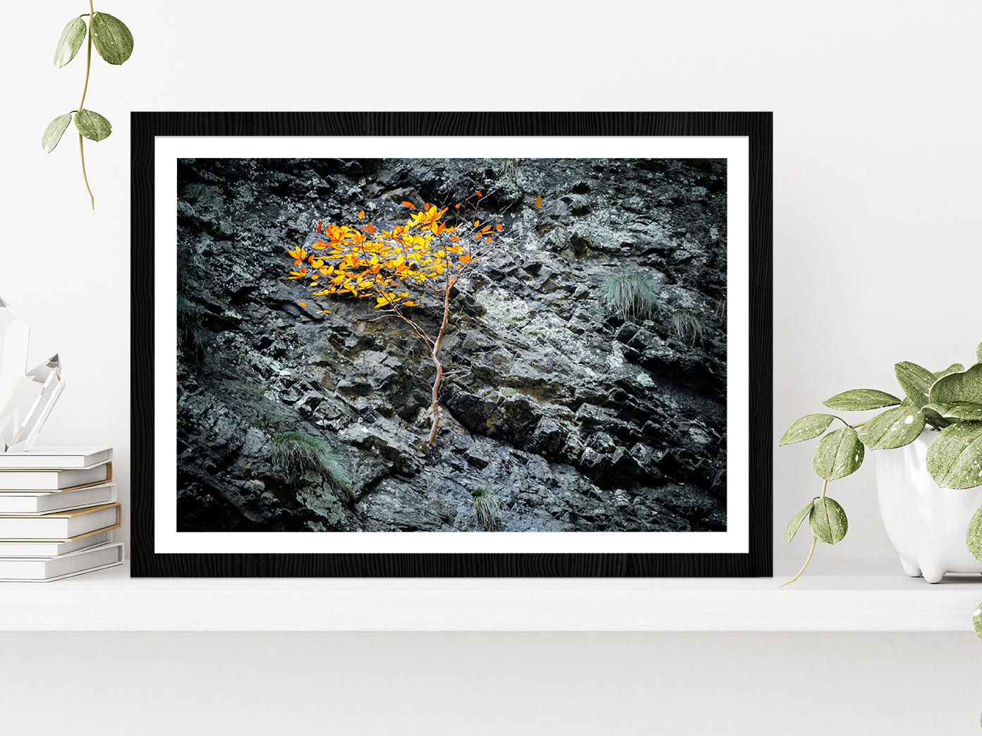 Tree On A Stone Slope Of A Cliff Glass Framed Wall Art, Ready to Hang Quality Print With White Border Black