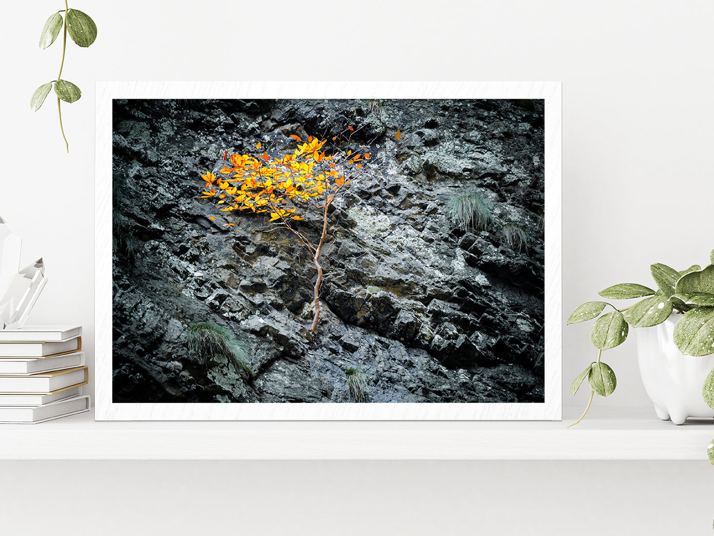 Tree On A Stone Slope Of A Cliff Glass Framed Wall Art, Ready to Hang Quality Print Without White Border White