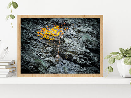 Tree On A Stone Slope Of A Cliff Glass Framed Wall Art, Ready to Hang Quality Print Without White Border Oak