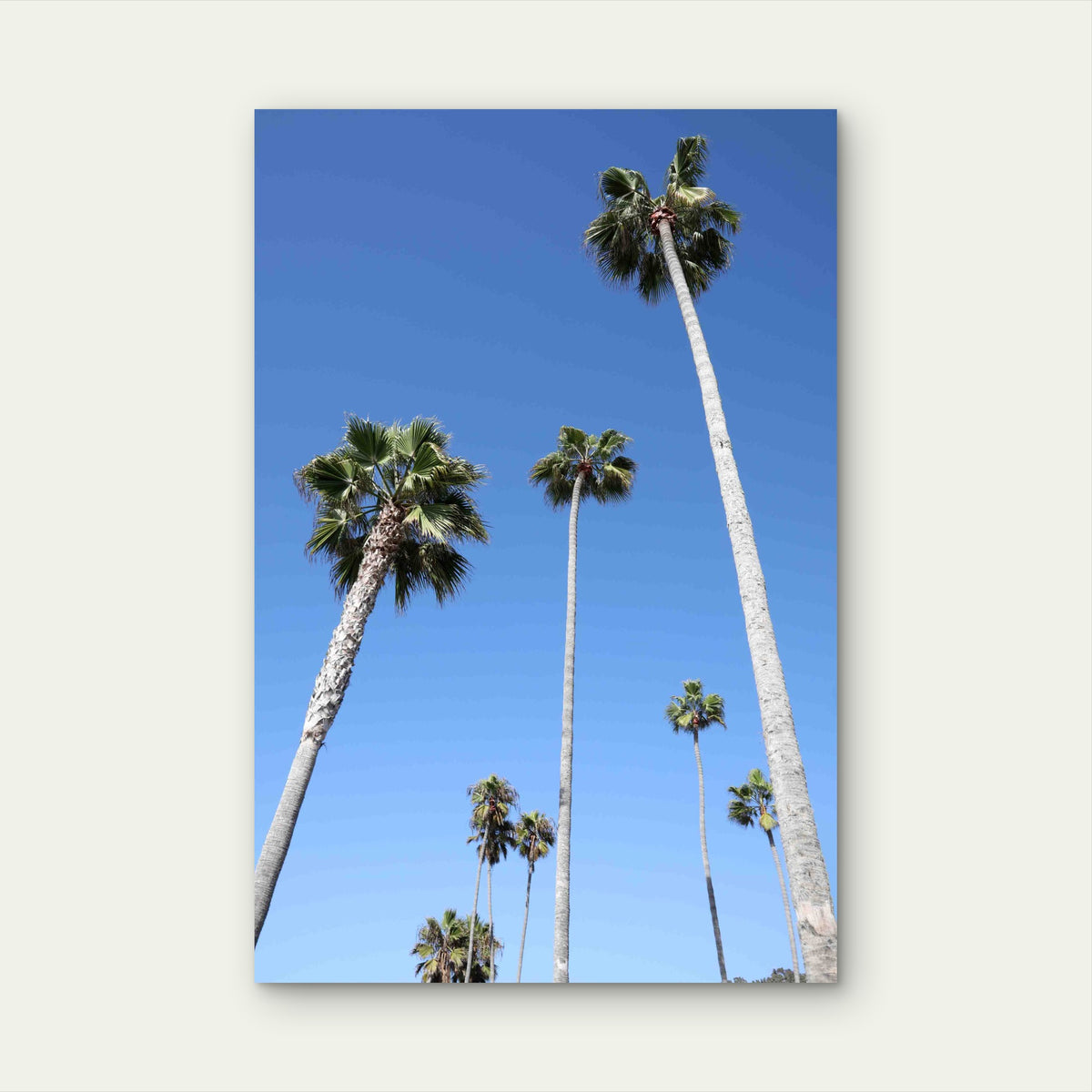 Mexican Fan Palms 60x90cm Metal Print Ready to Hang