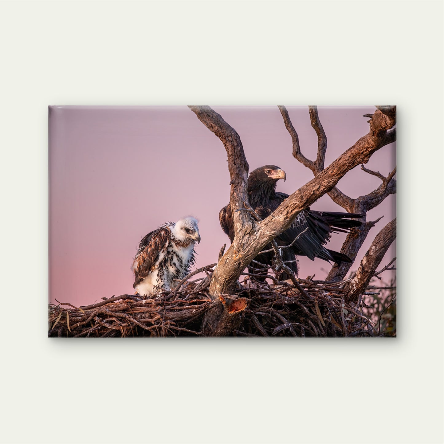 Wedge Tailed Eagle Australia With Chick Wall Art Decor 100% Australian Made