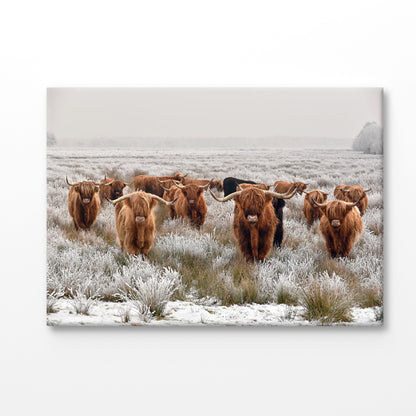 Bella Home Big Scottish Cow's Looking Print Canvas Ready to hang