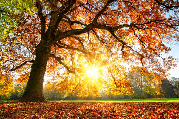 Autumn Tree with Sunshine Photograph 90x60cm Print 100% Australian Made