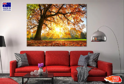 Autumn Tree with Sunshine Photograph 90x60cm Print 100% Australian Made