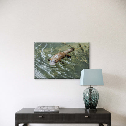 Platypus Eungella National Park Queensland Wall Art Decor 100% Australian Made