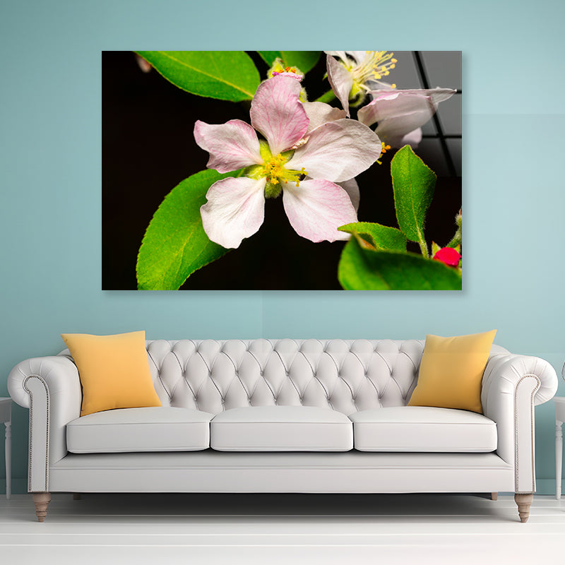 Beautiful Bloomed Apple Flowers Acrylic Glass Print Tempered Glass Wall Art 100% Made in Australia Ready to Hang