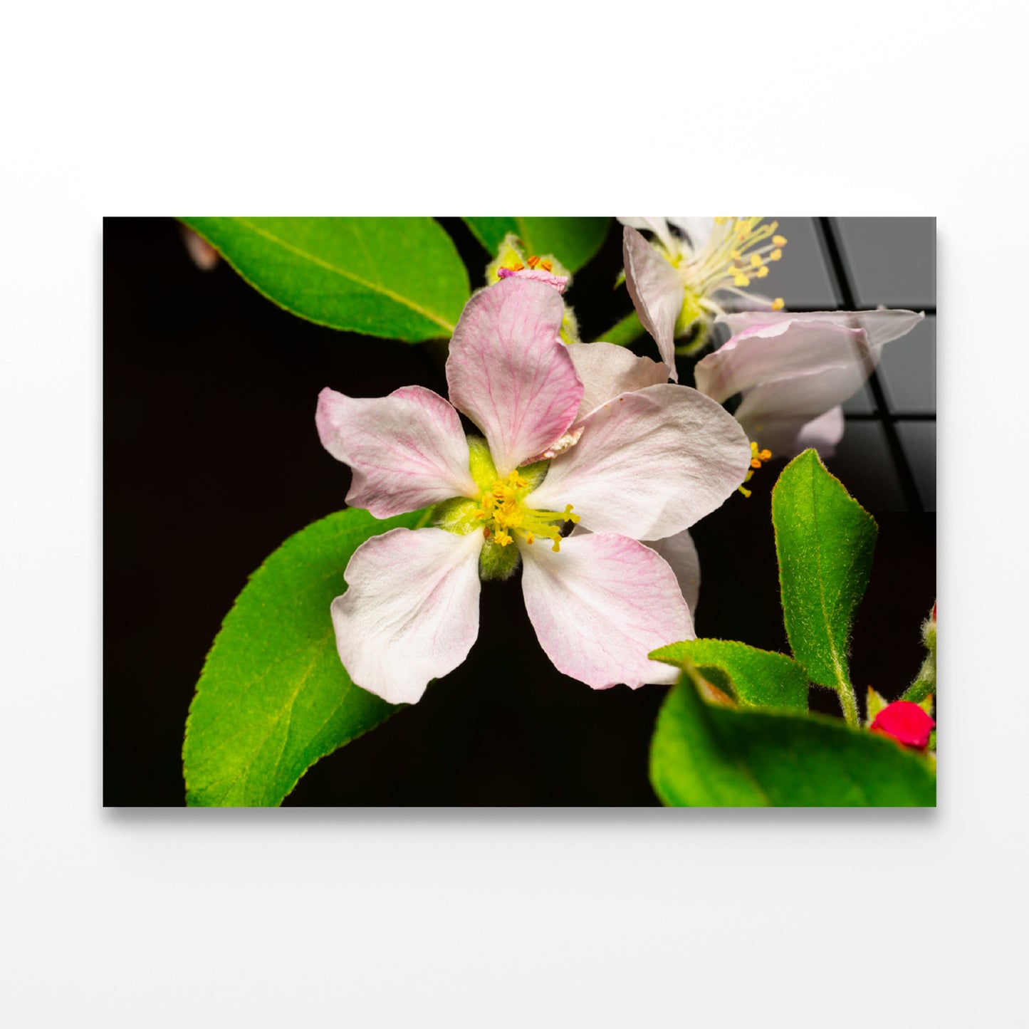 Beautiful Bloomed Apple Flowers Acrylic Glass Print Tempered Glass Wall Art 100% Made in Australia Ready to Hang