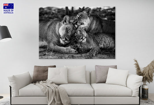 Wild Lion Family Okavongo Delta Botswana Wall Art Decor 100% Australian Made