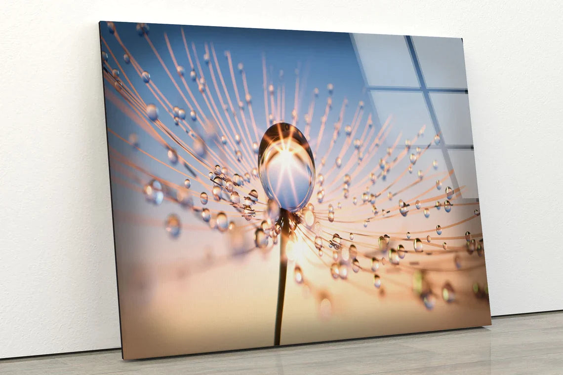 Waterdrops on Dandelion UV Direct Aluminum Print Australian Made Quality