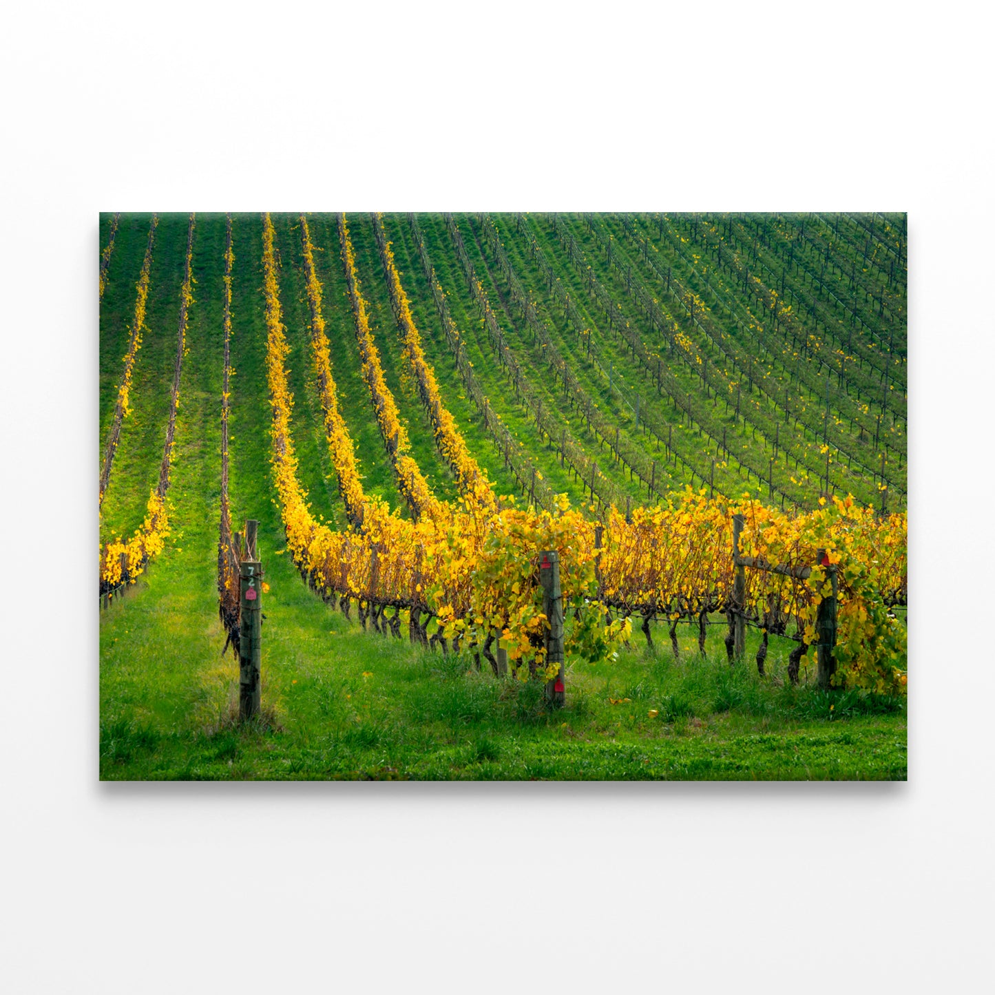 Adelaide Hills Vineyard South Australia all Art Decor 100% Australian Made