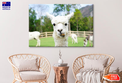 Close Up of White Alpaca  Wall Art Decor 100% Australian Made