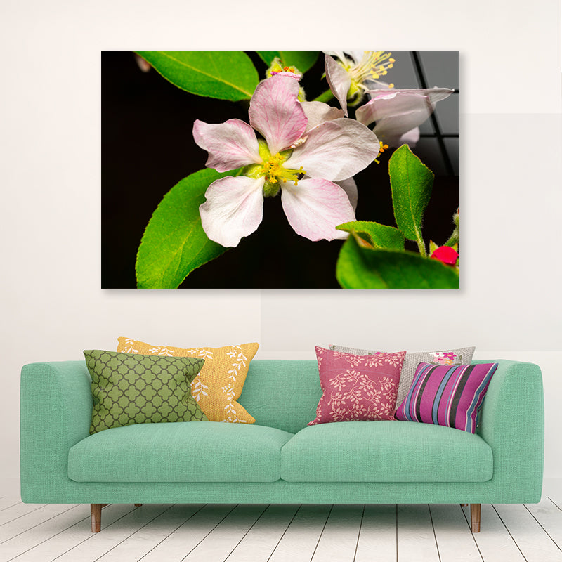 Beautiful Bloomed Apple Flowers Acrylic Glass Print Tempered Glass Wall Art 100% Made in Australia Ready to Hang